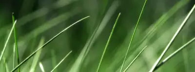Grass Nature For Facebook Covers