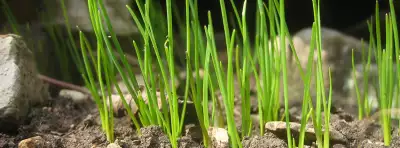 Grass Nature For Facebook Covers