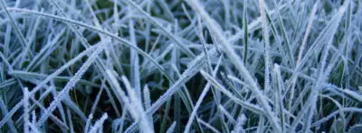 Grass Nature For Facebook Covers