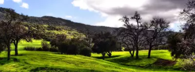 Grass Nature For Facebook Covers