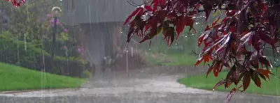 Rain Nature For Facebook Covers