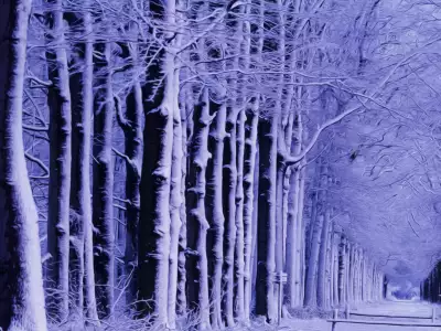 Winter Nature Snow Scene