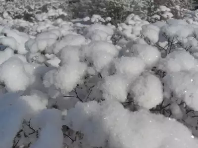 Winter Nature Snowing