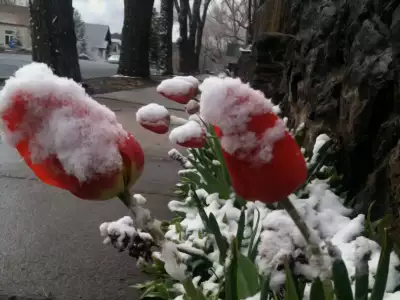 Winter Nature Snowing