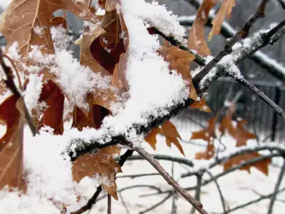 Winter Nature Snowing