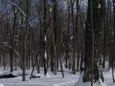Winter Nature Snowing