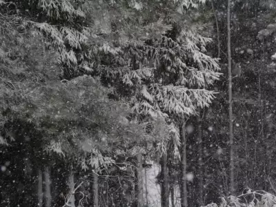 Winter Nature Snowing