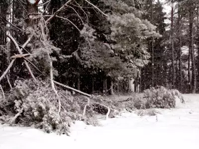 Winter Nature Snowing