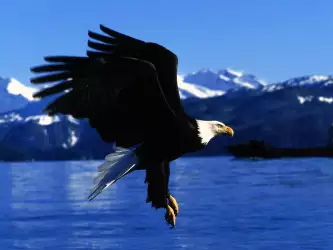 Animal Wallpapers Collection