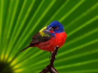 Animal Wallpapers Collection