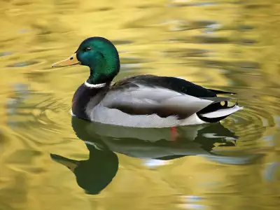 Animal Wallpapers Collection