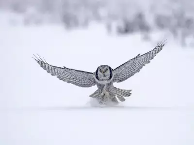 Animal Wallpapers Collection