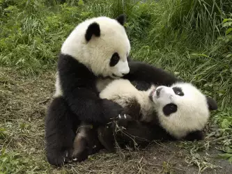 Animal Wallpapers Collection