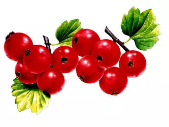 Fresh Fruits