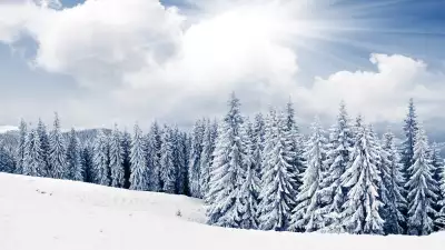 2 Winter Tree And Snow