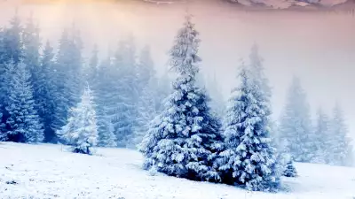 2 Winter Tree