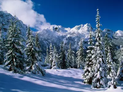 Winter Snow