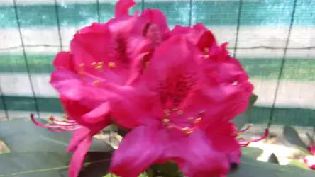 Flower 31