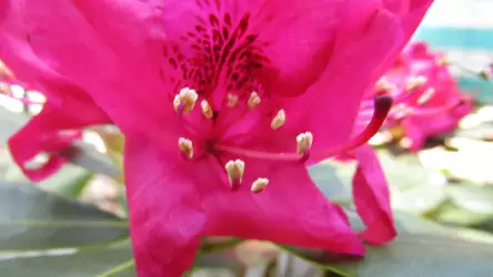 Flower 32