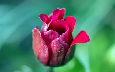 Flowers And Nature