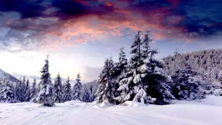 Winter Scenery Wallpapers: Snowy Trees and Forest