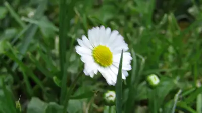 Flower 34