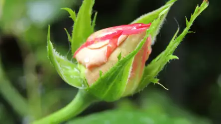 Thorn Rose Red Opening - A Captivating Nature Scene